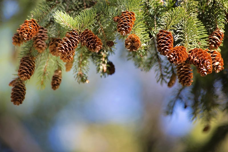 Whispering Pines