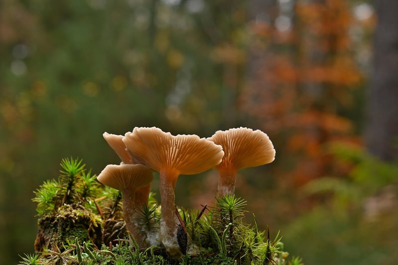 Wild Mushrooms