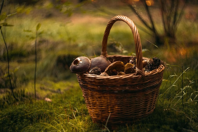 Foraged Mushrooms